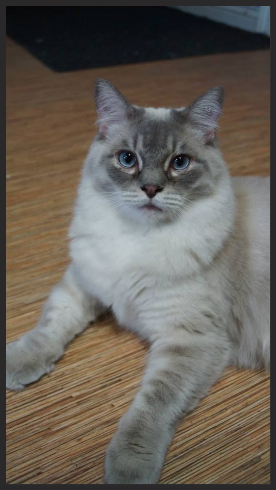 Ragdoll cat lying on floor