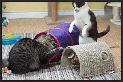 cats playing