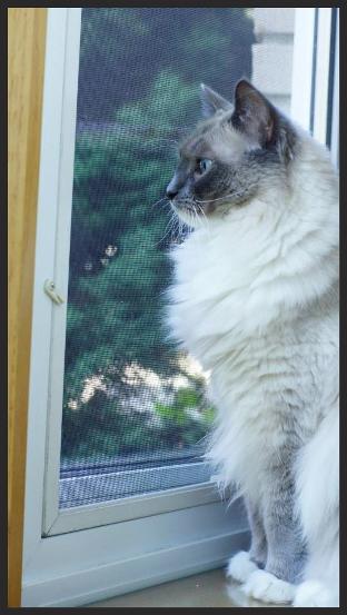 ragdoll cat, blus point, window