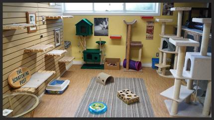 cat room