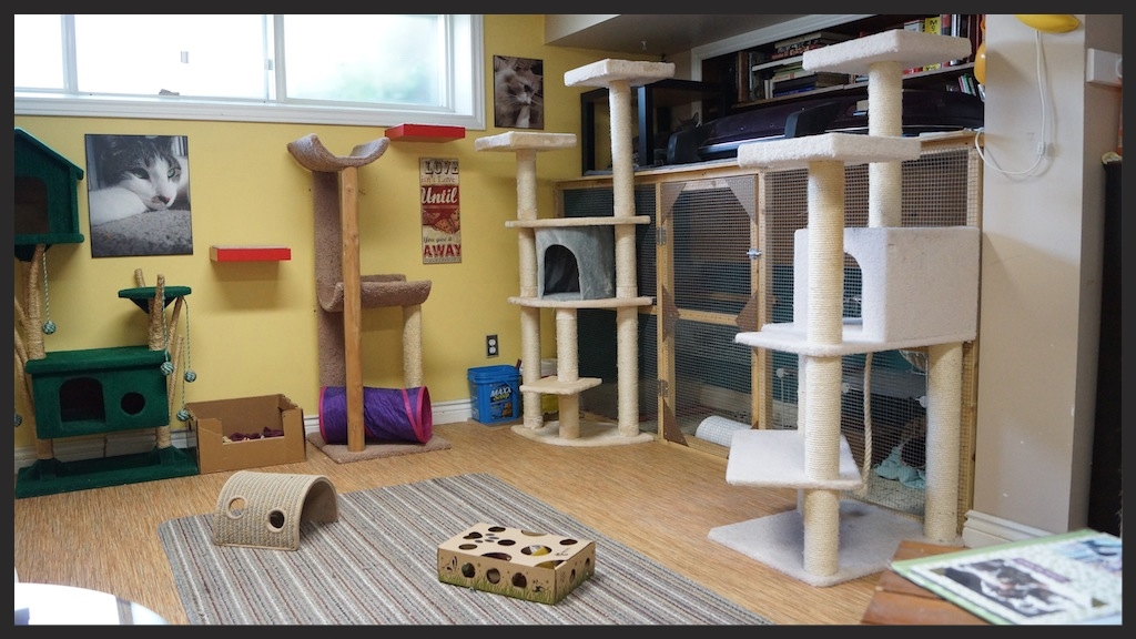 cat room