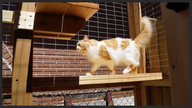 orange and white cat